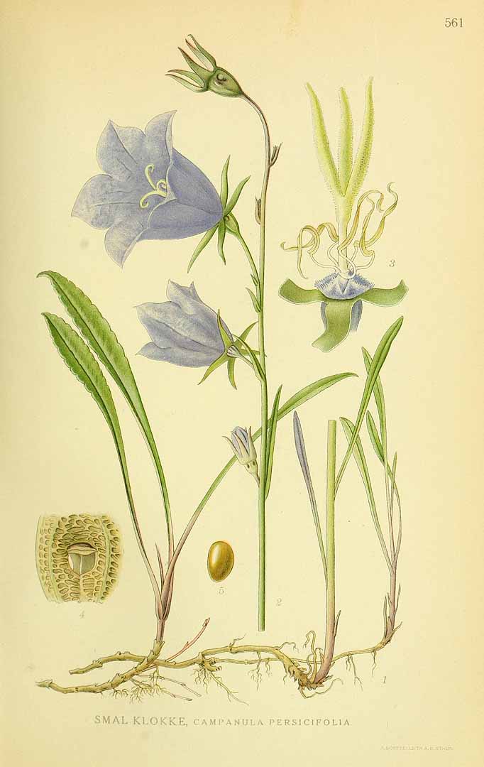 Illustration Campanula persicifolia, Par Lindman, C.A.M., Bilder ur Nordens Flora Bilder Nordens Fl. vol. 3 (1922), via plantillustrations 