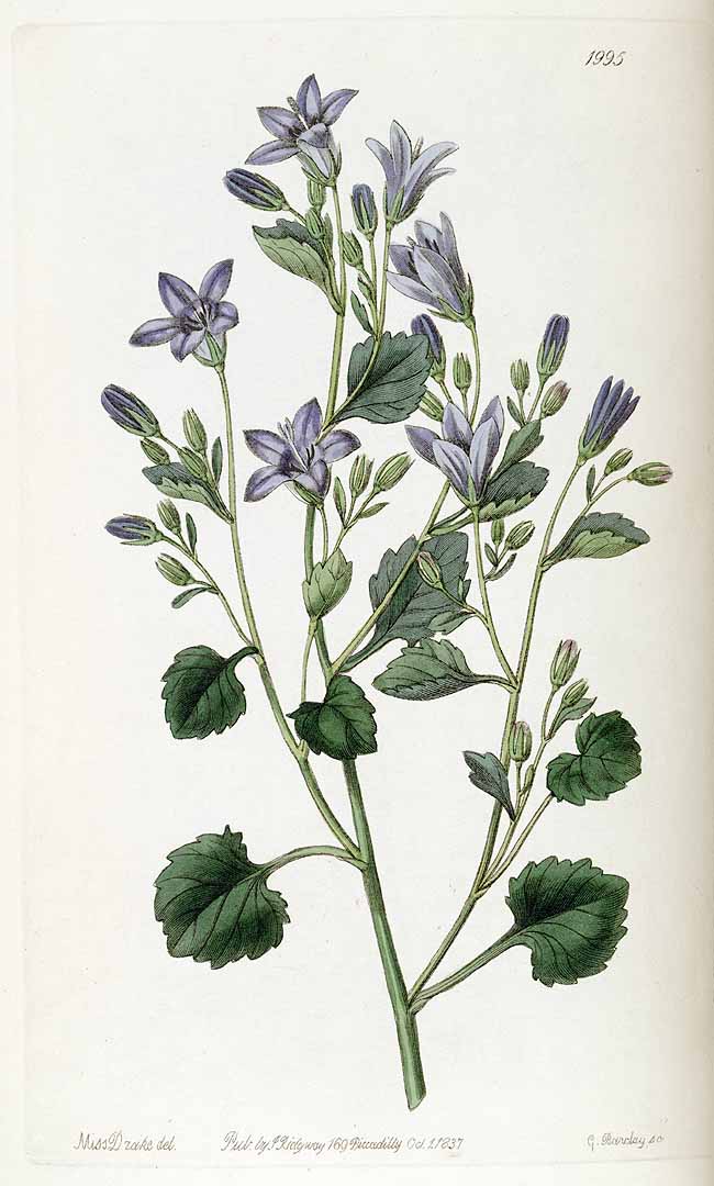Illustration Campanula portenschlagiana, Par Lindley, J., Edwards?s Botanical Register (1829-1847) Edwards?s Bot. Reg. vol. 23 (1837), via plantillustrations 