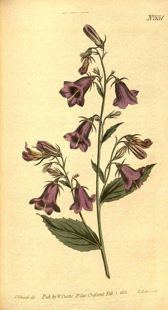 Illustration Campanula rapunculoides, Par Curtis, W., Botanical Magazine (1800-1948) Bot. Mag. vol. 16 (1803), via plantillustrations 