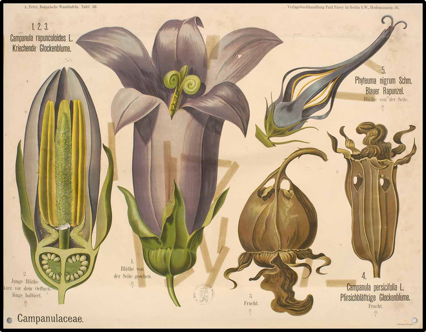 Illustration Campanula rapunculoides, Par Peter, A., Botanische Wandtafeln (1901)  (1901), via plantillustrations 