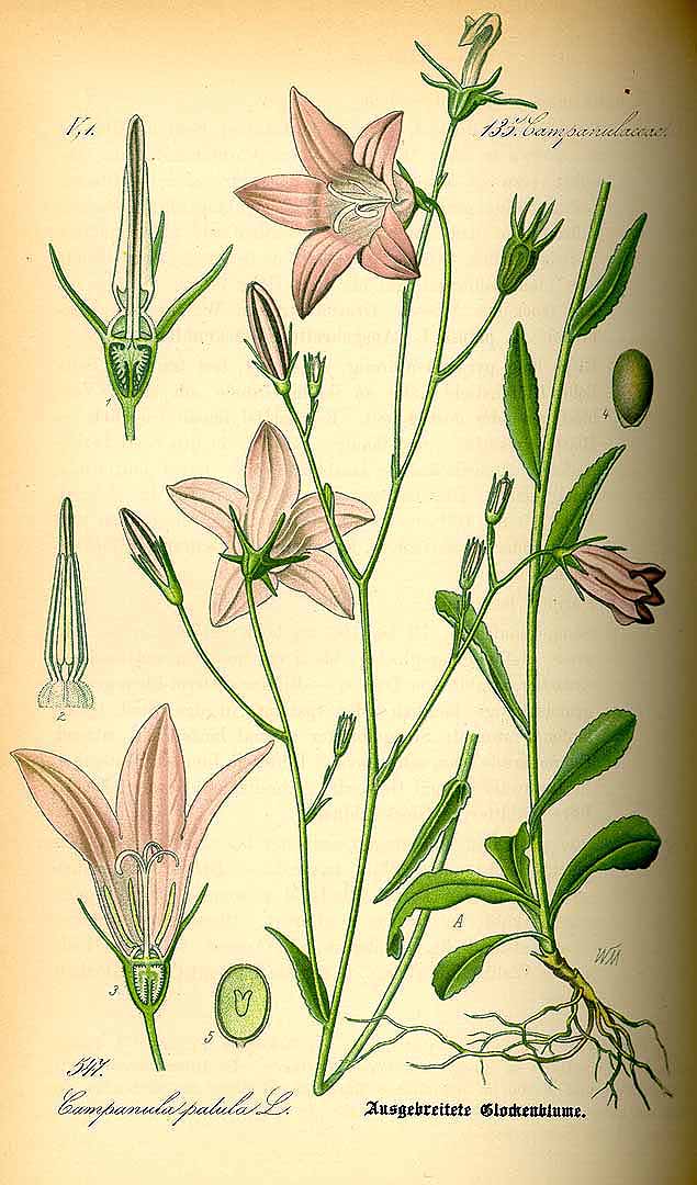 Illustration Campanula patula, Par Thomé O.W. (Flora von Deutschland Österreich und der Schweiz, Tafeln, vol. 4: t. 547, 1885), via plantillustrations 