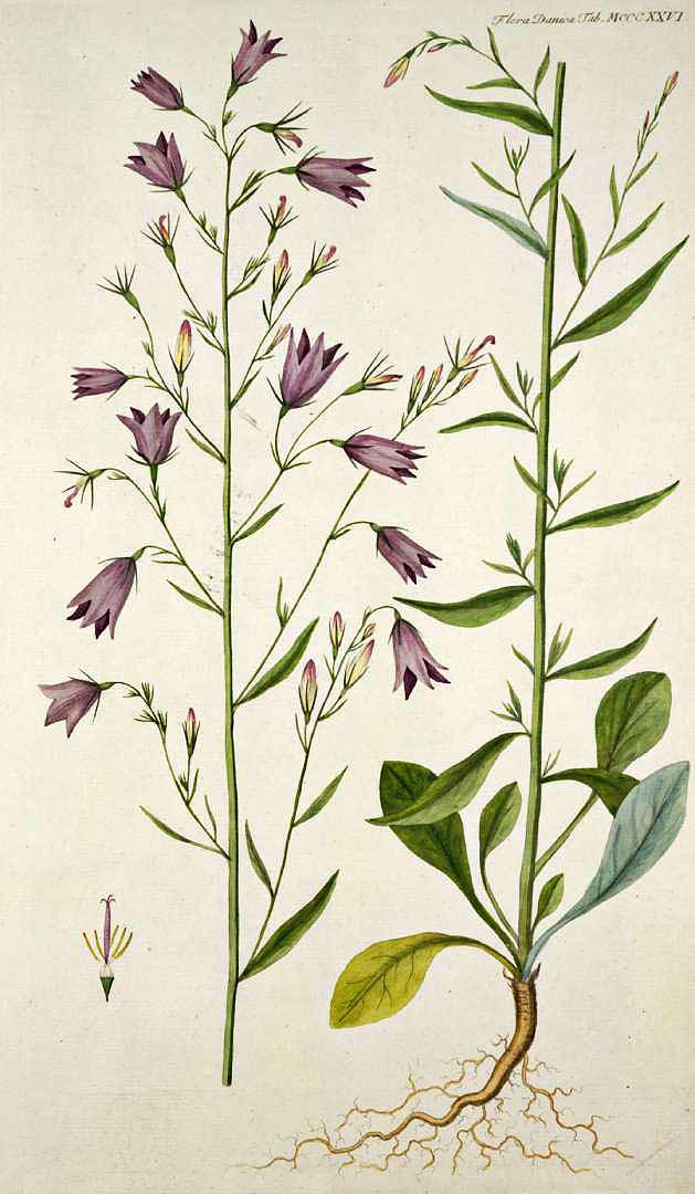 Illustration Campanula rapunculus, Par Oeder G.C. (Flora Danica, Hft 23, t. 1326, 1761-1883), via plantillustrations 