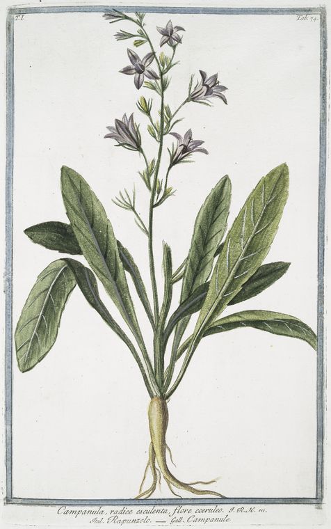 Illustration Campanula rapunculus, Par Hortus Romanus juxta Systema Tournefortianum (vol. 1: t. 74, 1783-1816), via plantillustrations 