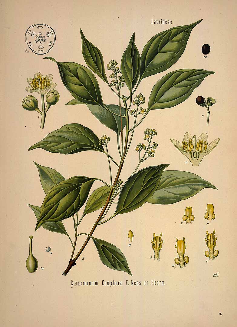 Illustration Cinnamomum camphora, Par Köhler F.E. (Medizinal Pflanzen, vol. 1: t. 76, 1887), via plantillustrations 