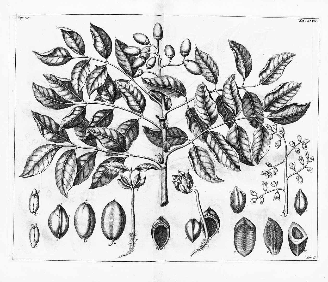 Illustration Canarium vulgare, Par Rumphius (Rumpf), G.E., Herbarium amboinense (1741-1750) Herb. Amboin. vol. 2 (1741), via plantillustrations 