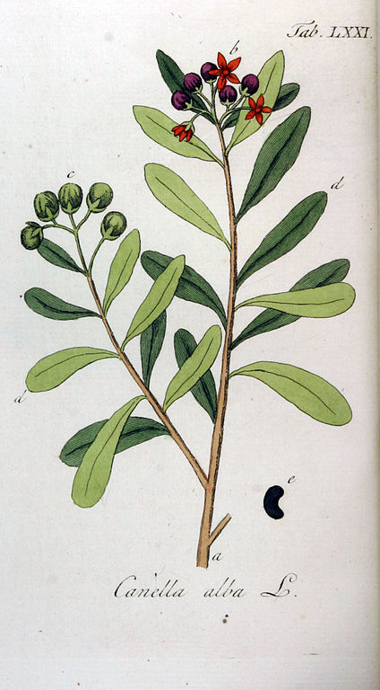 Illustration Canella winterana, Par Adolphus Ypey, via wikimedia 