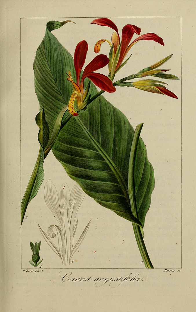 Illustration Canna glauca, Par Delaunay, M., Loiseleur-Deslongchamps, J.L.A., Herbier général de l?amateur (1814-1827) Herb. Gén. Amat. vol. 3 (1819), via plantillustrations 