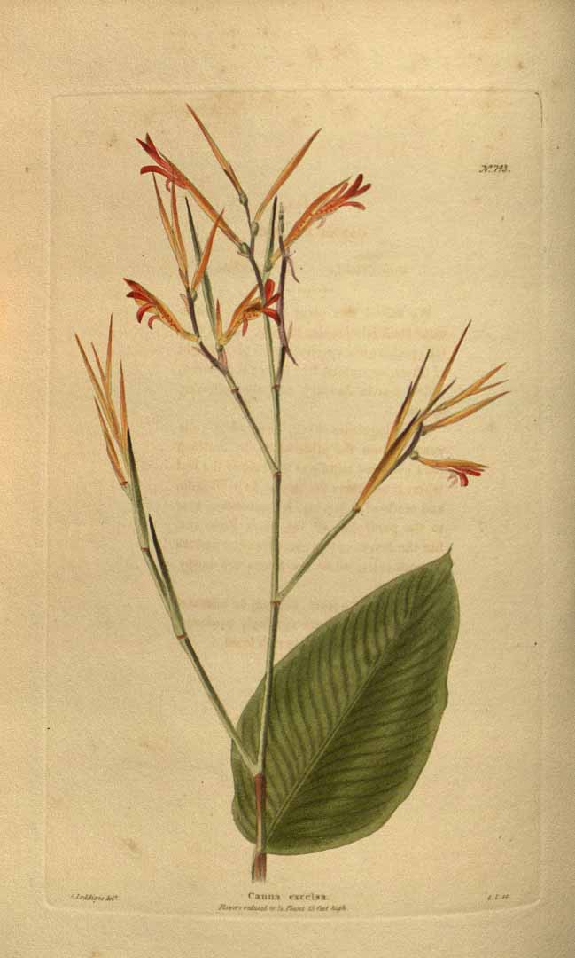 Illustration Canna paniculata, Par Loddiges, C.L., botanical cabinet [C. Loddiges] (1817-1833) Bot. Cab. vol. 8 (1823), via plantillustrations 