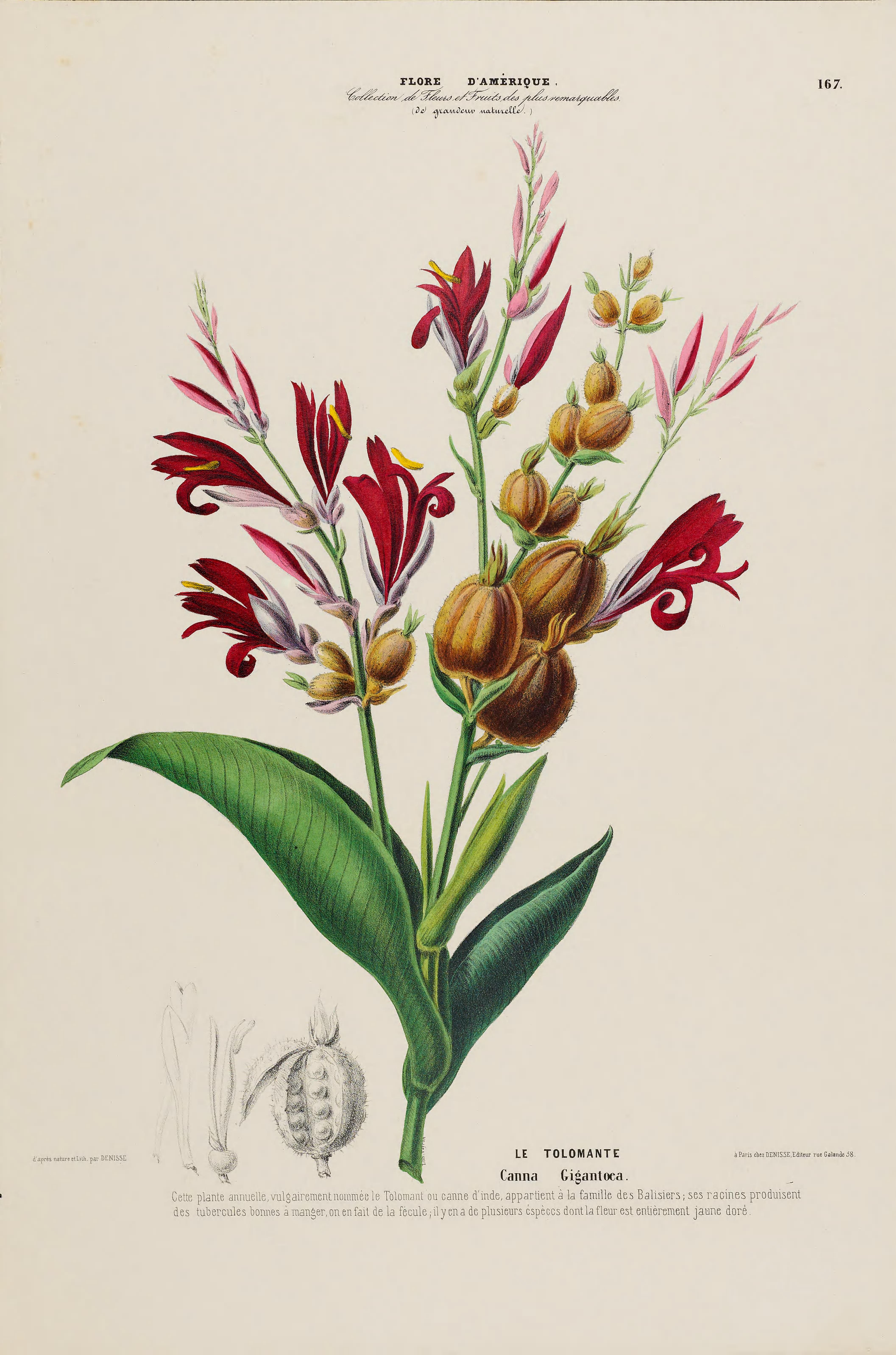 Illustration Canna tuerckheimii, Par Denisse, E., Flore d?Amérique (1843-1846) Fl. Amérique, via plantillustrations 