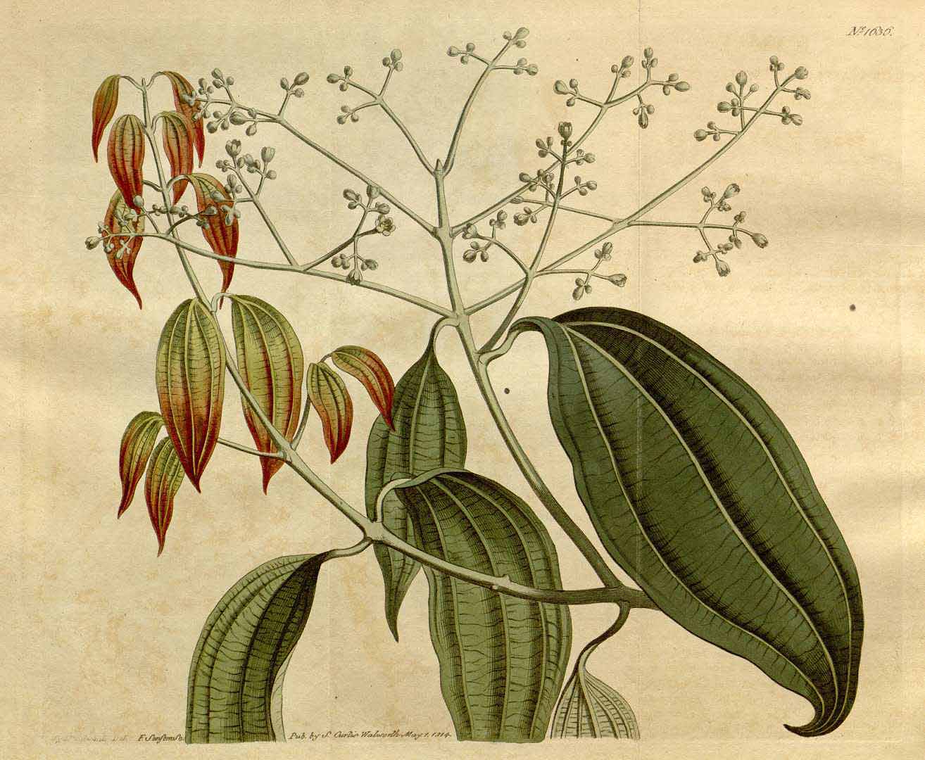 Illustration Cinnamomum cassia, Par Curtis´s Botanical Magazine (vol. 40: t. 1636, 1814) [S.T. Edwards], via plantillustrations 