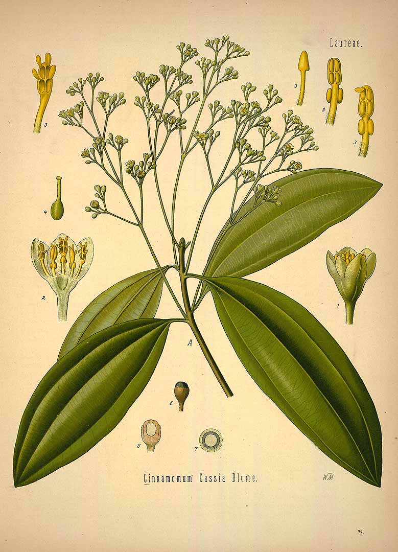 Illustration Cinnamomum cassia, Par Köhler F.E. (Medizinal Pflanzen, vol. 1: t. 77, 1887), via plantillustrations 