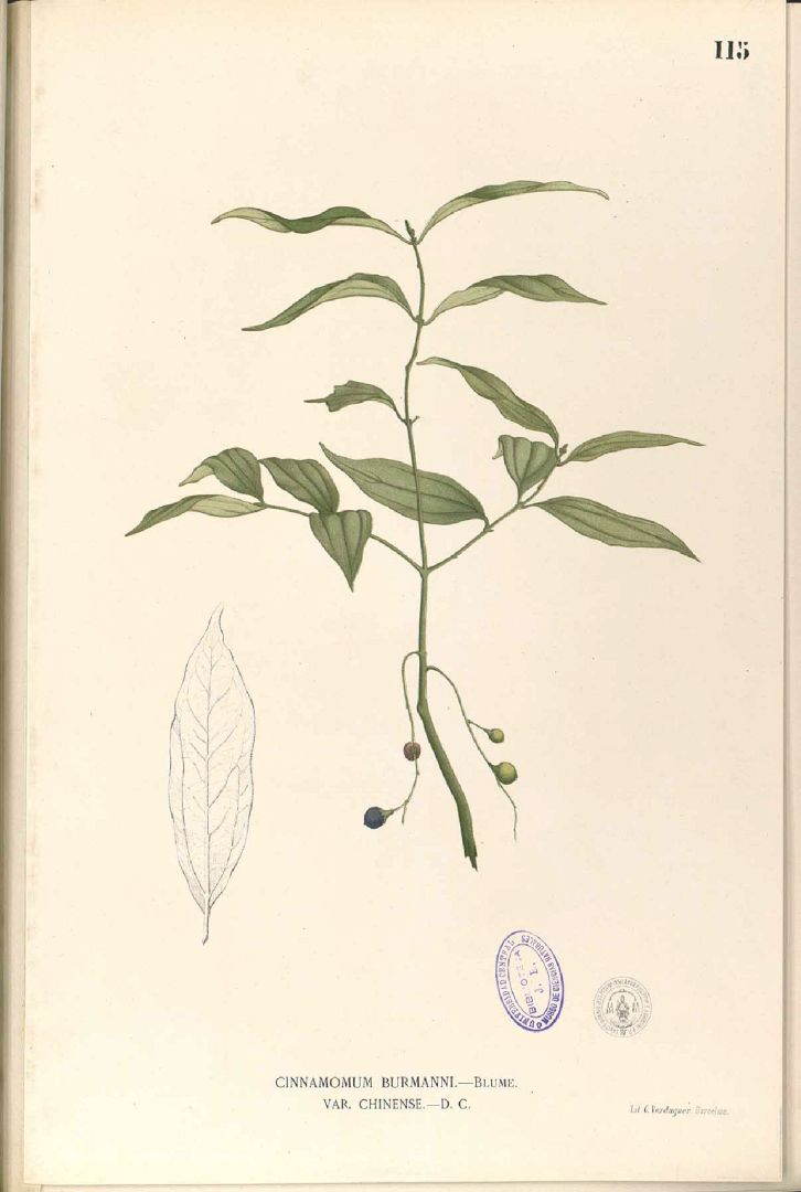 Illustration Cinnamomum burmanni, Par Blanco M. (Flora de Filipinas, t. 115, 1875), via plantillustrations 