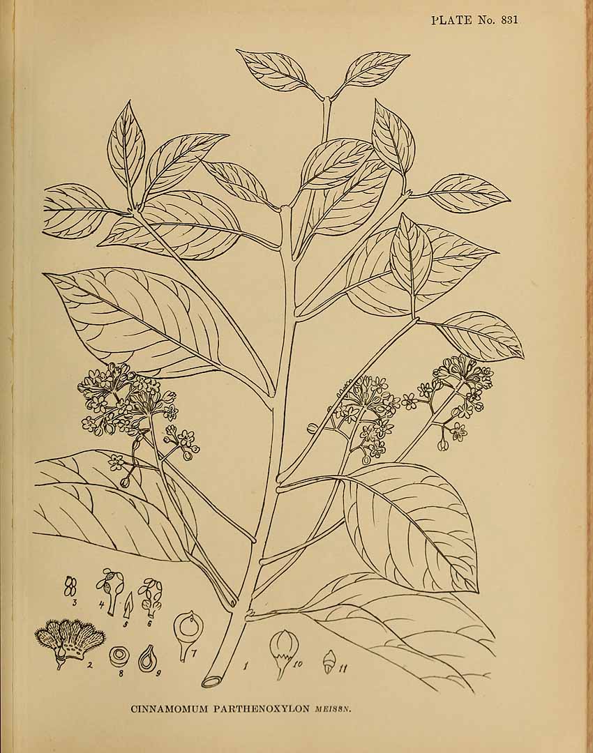 Illustration Cinnamomum parthenoxylon, Par Indian medicinal plants (vol. 5: t. 831), via plantillustrations 