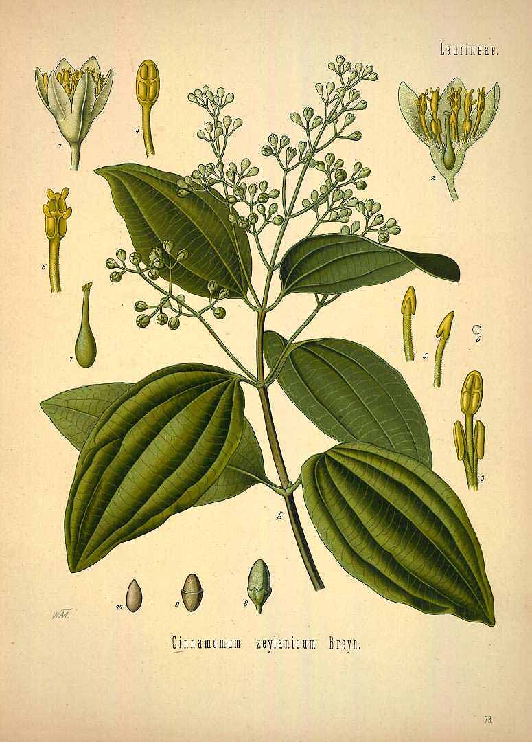 Illustration Cinnamomum verum, Par Köhler F.E. (Medizinal Pflanzen, vol. 1: t. 78, 1887), via plantillustrations 