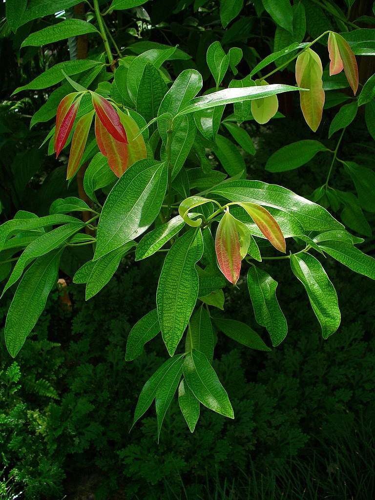 Illustration Cinnamomum verum, Par H. Zell (Travail personnel), via wikimedia 