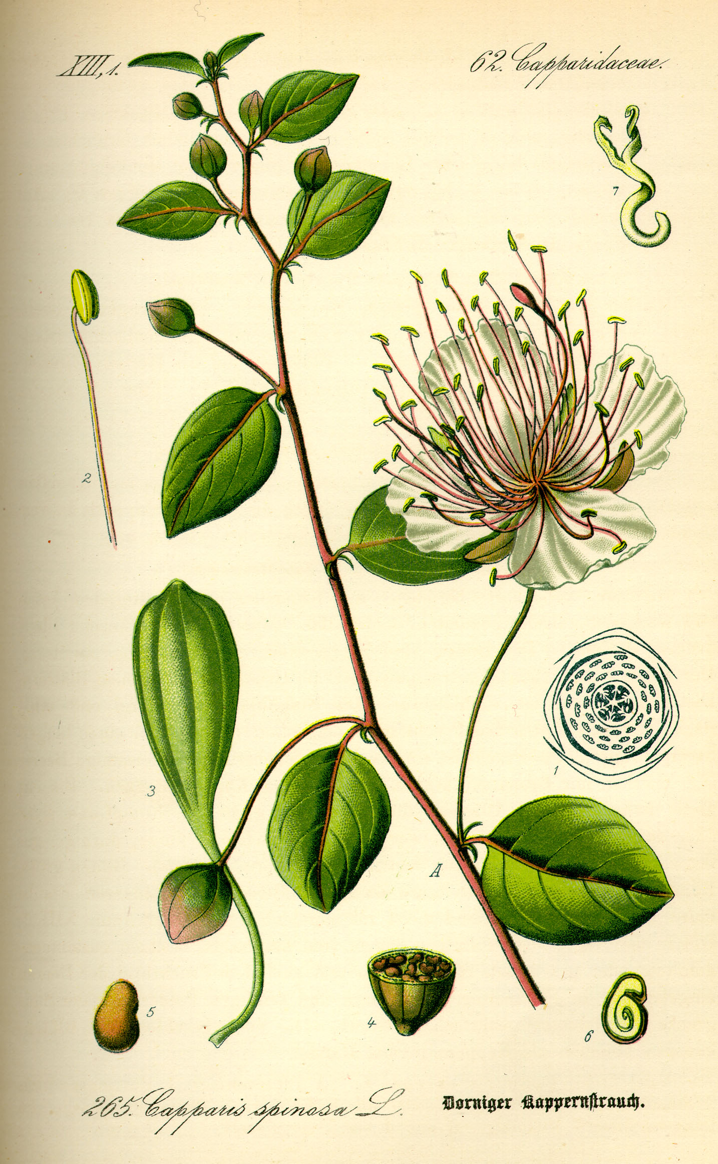 Illustration Capparis spinosa, Par Otto Wilhelm Thomé (1840-1925, Flora von Deutschland ?sterreich und der Schweiz, domaine public), via wikimedia 