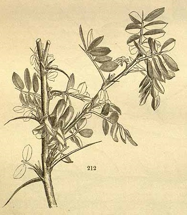 Illustration Caragana brevispina, Par Paxton, J., Lindley, J., Paxton?s flower garden [updated entry] (1850-1853) Paxton?s Fl. Gard. vol. 2 (1853), via plantillustrations 