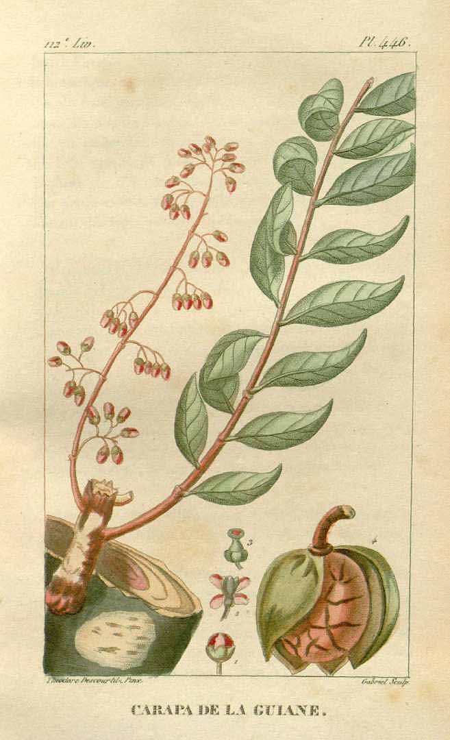 Illustration Carapa guianensis, Par Descourtilz, M.E., Flore [pittoresque et] médicale des Antilles (1821-1829) Fl. Méd. Antilles vol. 6 (1828), via plantillustrations 