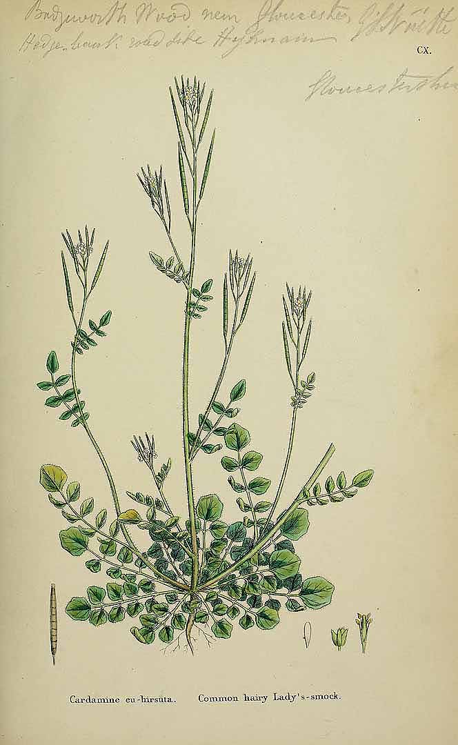 Illustration Cardamine hirsuta, Par Sowerby J.E. (English Botany, or Coloured Figures of British Plants, 3th ed., vol. 1: t. 110, 1863), via plantillustrations 