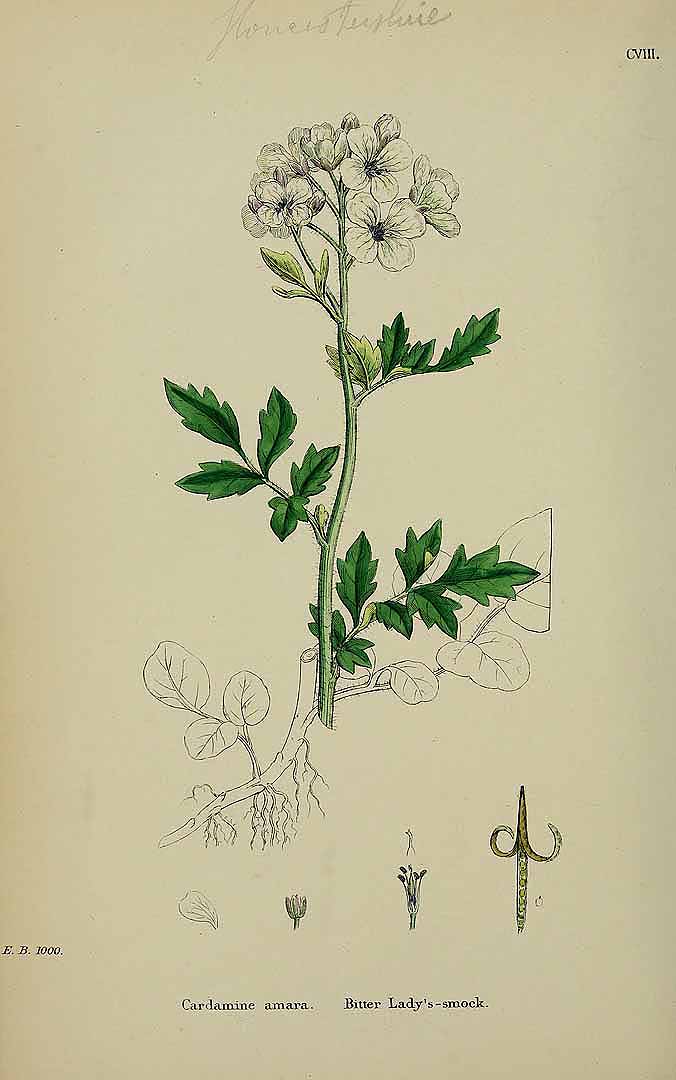 Illustration Cardamine amara, Par Smith, J.E., English botany, or coloured figures of British plants, ed. 3 [B] [J.E. Sowerby et al] (1863-1899) Engl. Bot., ed. 3 vol. 1 (1863), via plantillustrations 