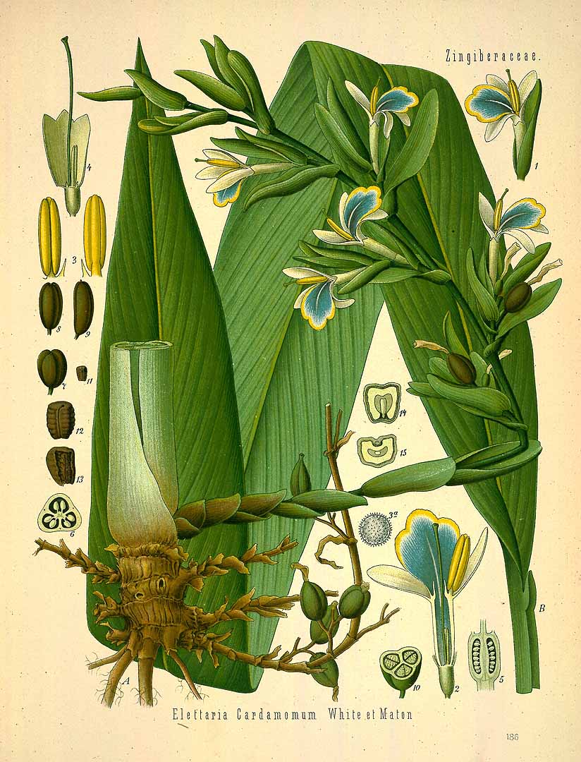 Illustration Elettaria cardamomum, Par Köhler F.E. (Medizinal Pflanzen, vol. 2: t. 186, 1890), via plantillustrations 