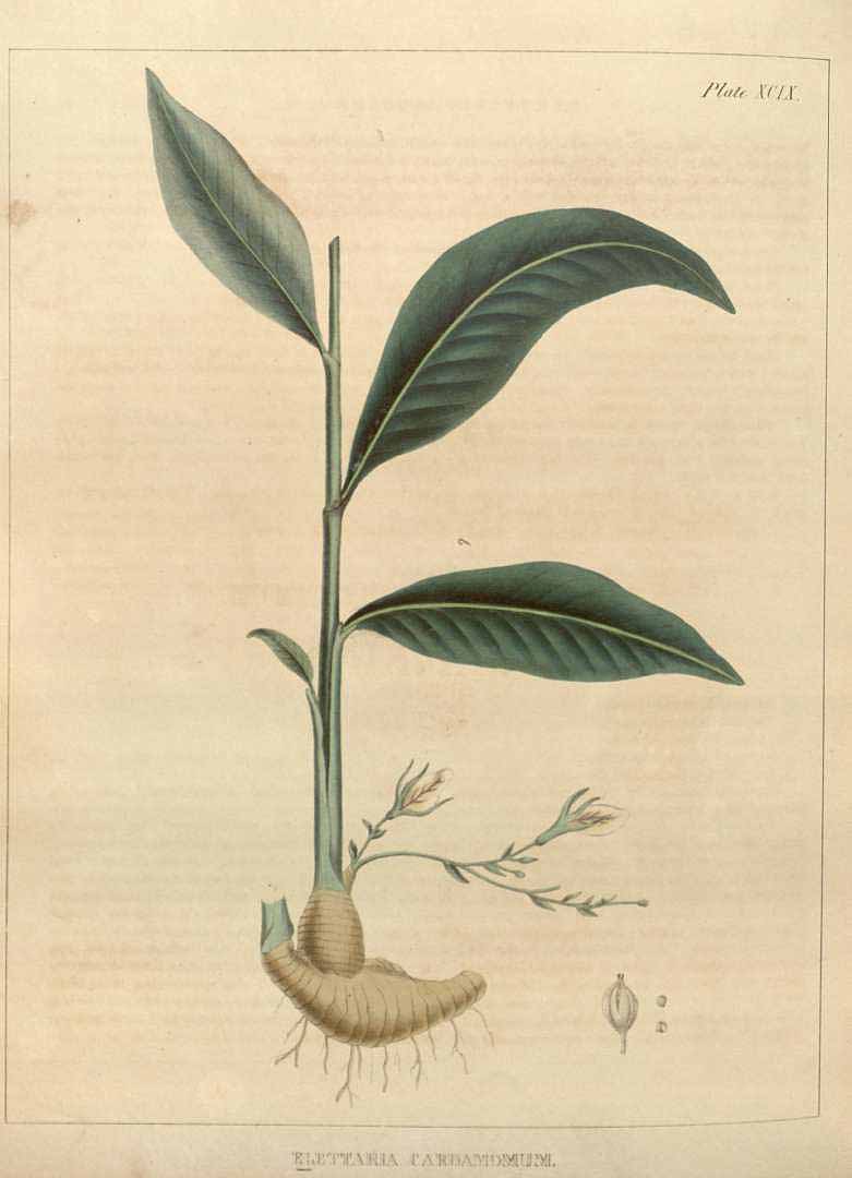 Illustration Elettaria cardamomum, Par Carson J., Colen J.H. (Illustrations of medical botany, vol. 2: t. 99, 1847), via plantillustrations 