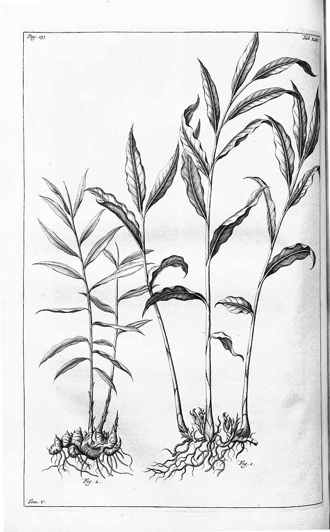 Illustration Amomum compactum, Par Rumphius (Rumpf), G.E., Herbarium amboinense (1741-1750) Herb. Amboin. vol. 5 (1747), via plantillustrations 
