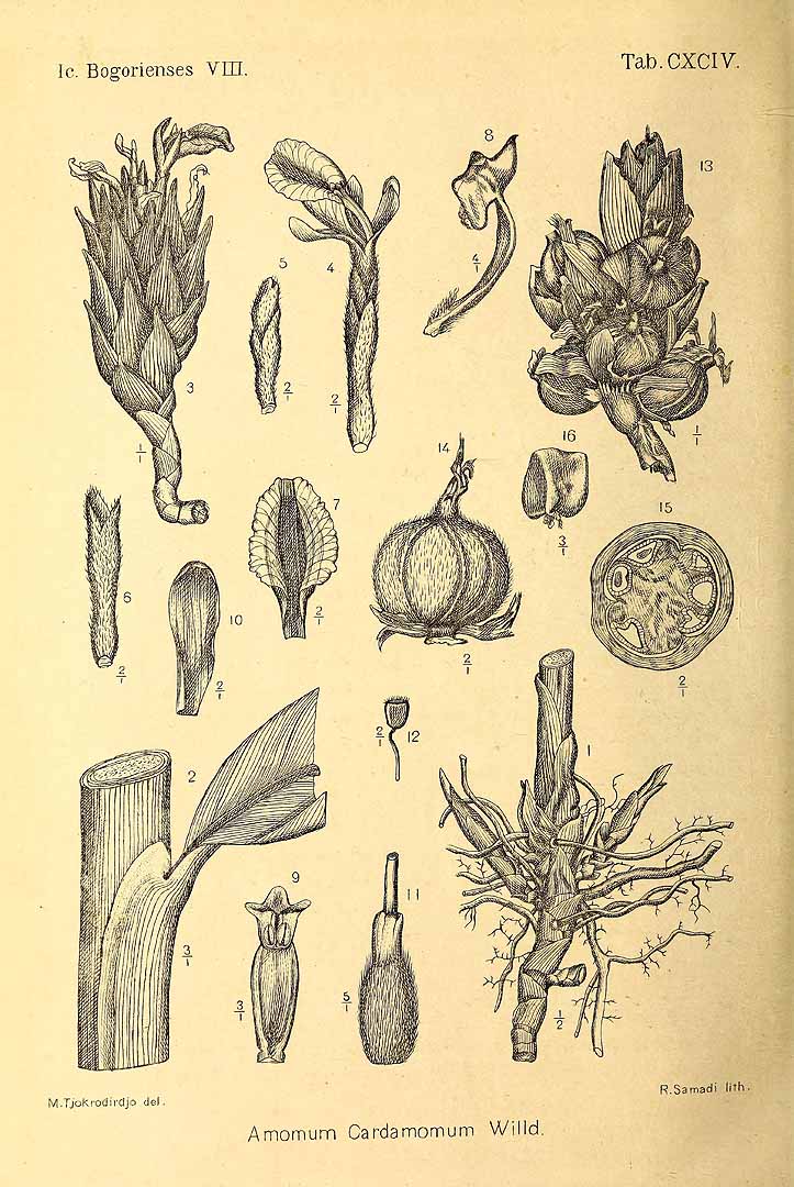 Illustration Amomum compactum, Par Koorders, S.H., Valeton, T., Icones Bogoriensis (1897-1914) Icon. Bogor. vol. 2 , via plantillustrations 