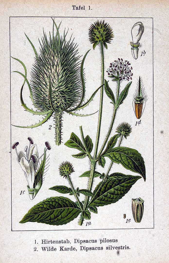 Illustration Dipsacus fullonum, Par Krause E.H.L., Sturm J., Lutz K.G. (Flora von Deutschland in Abbildungen nach der Natur, Zweite auflage, vol. 13: t. 1, 1905), via plantillustrations 