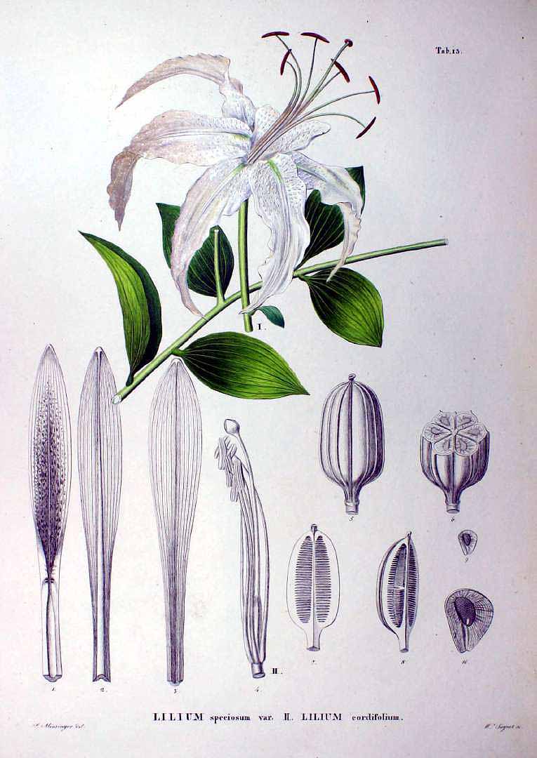 Illustration Cardiocrinum cordatum, Par Siebold, P.F. von, Zuccarini, J.G., Flora Japonica (1842-1870) Fl. Jap., via plantillustrations 