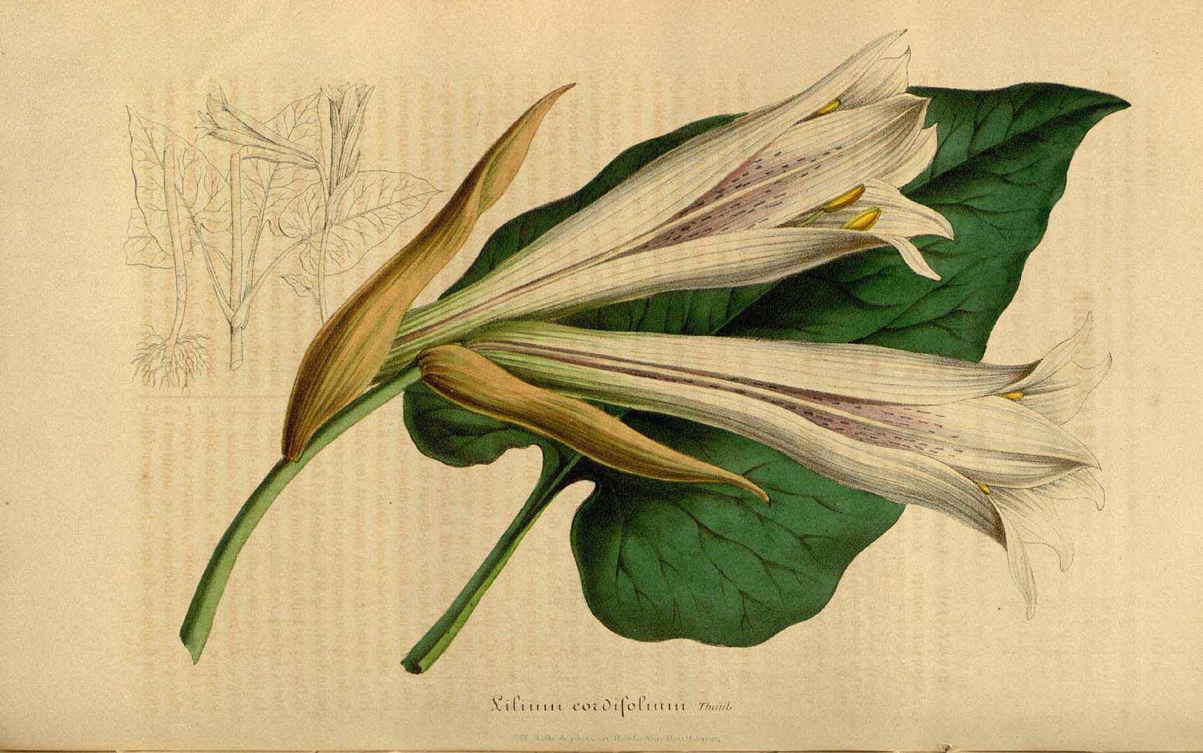 Illustration Cardiocrinum cordatum, Par Van Houtte, L.B., Flore des serres et des jardin de l?Europe (1845-1880) Fl. Serres vol. 3 (1847), via plantillustrations 