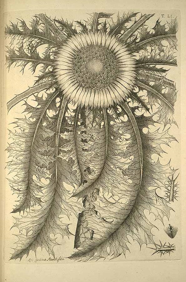 Illustration Carlina acanthifolia, Par Allioni, C., Flora Pedemontana (1785) Fl. Pedem. vol. 3 (1785), via plantillustrations 