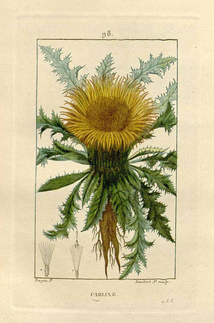 Illustration Carlina acaulis, Par Chaumeton F.P. (Flore médicale, vol. 2: t. 98, 1829), via plantillustrations 