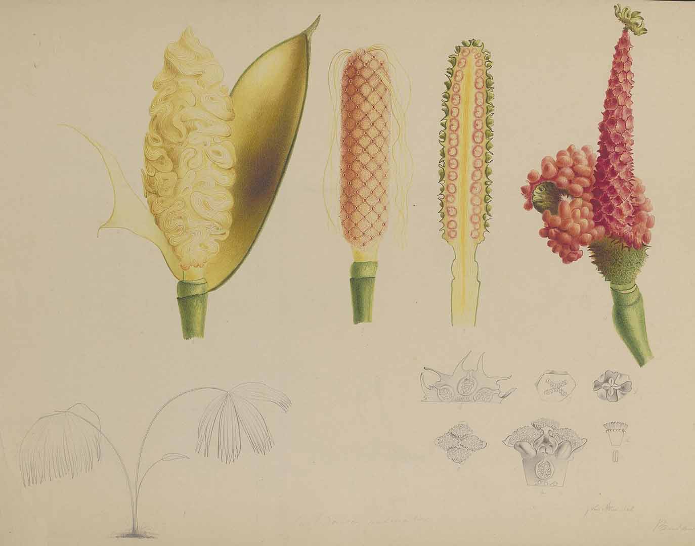 Illustration Carludovica palmata, Par Naturalis Biodiversity Centre / Wikimedia commons Naturalis, via plantillustrations 