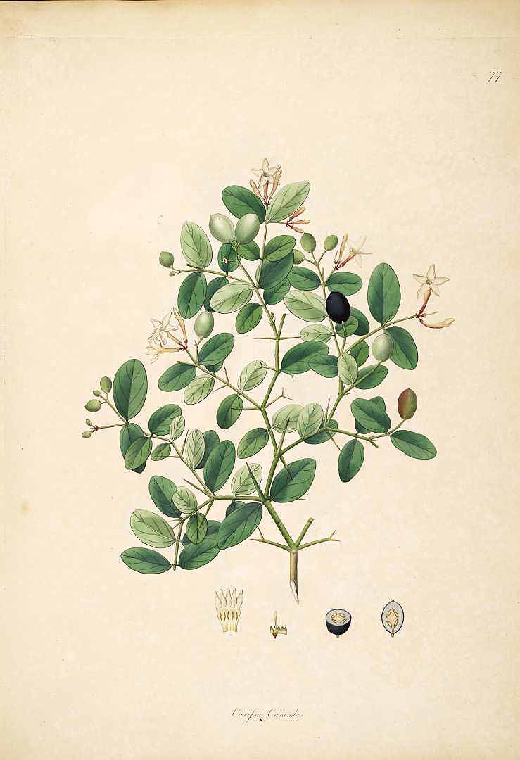 Illustration Carissa carandas, Par Roxburgh W. (Plants of the coast of Coromandel, vol. 1: t. 77, 1795), via plantillustrations 