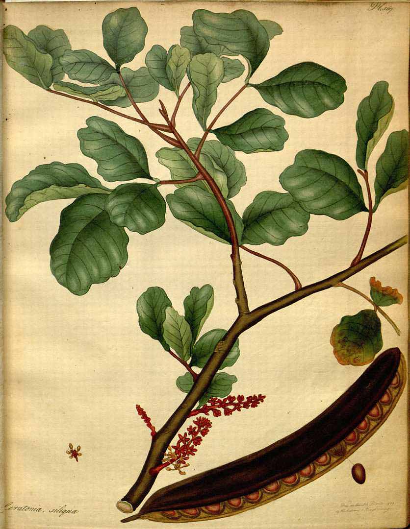 Illustration Ceratonia siliqua, Par Andrews H.C. (The botanist´s repository, vol. 9: t. 567, 1809-1810), via plantillustrations 