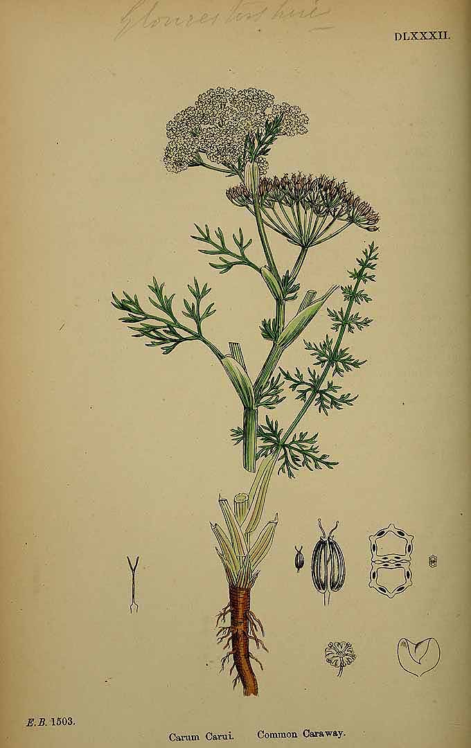 Illustration Carum carvi, Par Sowerby J.E. (English Botany, or Coloured Figures of British Plants, 3th ed., vol. 4: t. 582, 1865), via plantillustrations 