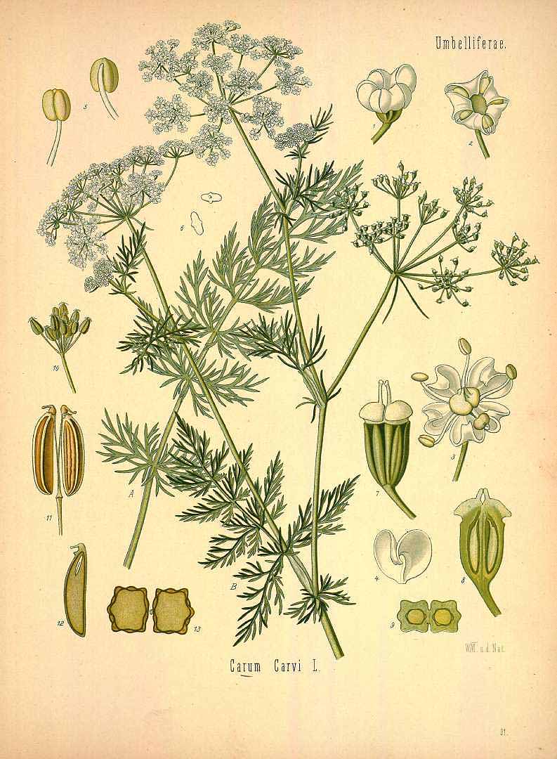 Illustration Carum carvi, Par Köhler F.E. (Medizinal Pflanzen, vol. 2: t. 91, 1890), via plantillustrations 