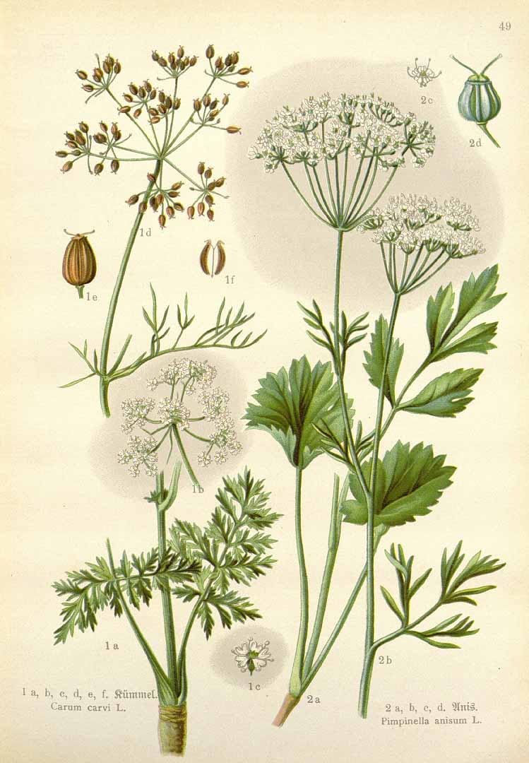 Illustration Carum carvi, Par Losch F. (Kra?uterbuch, unsere Heilpflanzen in Wort und Bild, Zweite Auflage, t. 49, fig. 1, 1905), via plantillustrations 