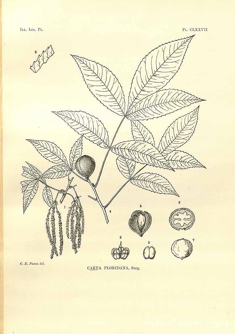 Illustration Carya floridana, Par Sargent C.S. (Trees and shrubs, illustrations of new or little known ligneous plants, vol. 2: t. 177, 1855) [C.E. Faxon], via plantillustrations 