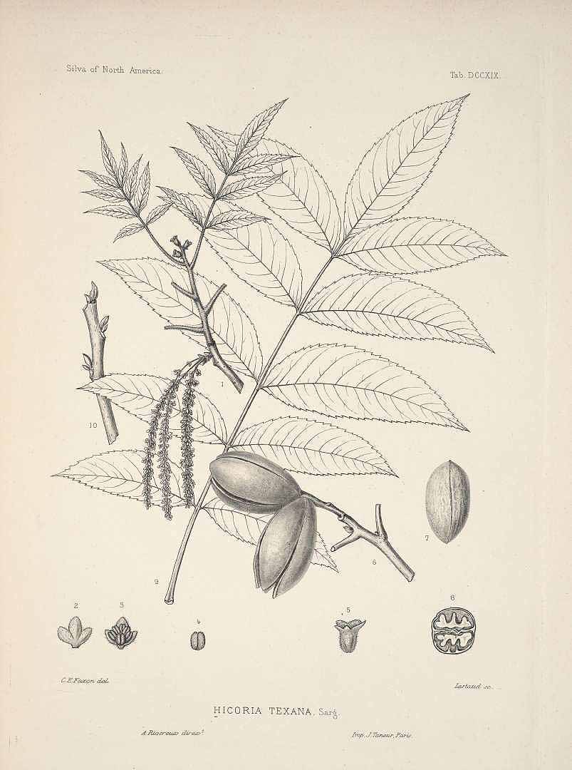 Illustration Carya texana, Par Sargent C.S. (The Silva of North America, vol. 14: t. 719, 1898) [C.E. Faxon], via plantillustrations 
