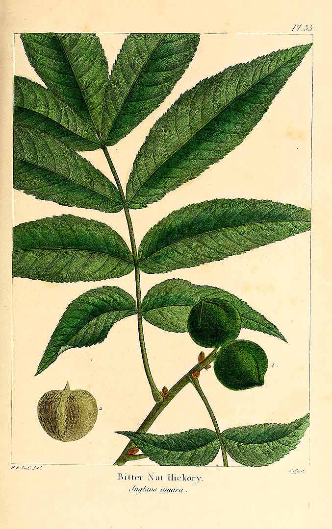 Illustration Carya cordiformis, Par The North American sylva (vol. 1: t. 33, 1865) [H. Redouté], via plantillustrations 