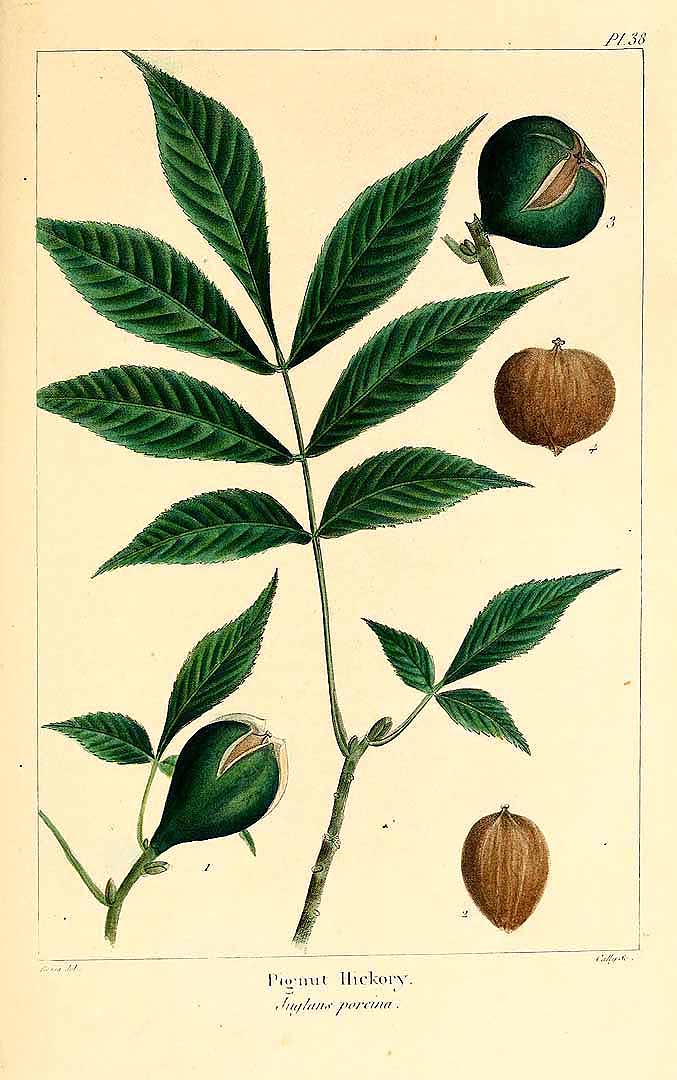 Illustration Carya glabra, Par The North American sylva (vol. 1: t. 38, 1865) [P. Bessa], via plantillustrations 