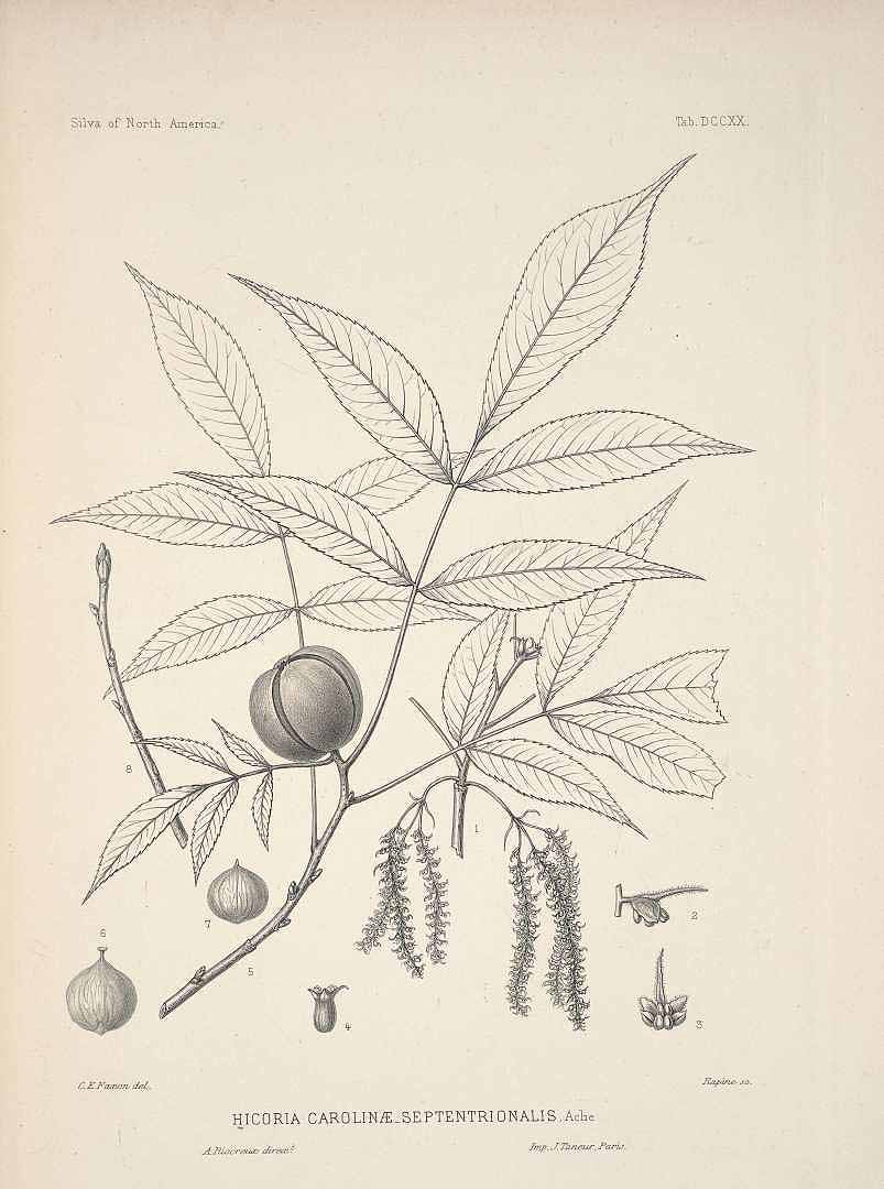 Illustration Carya ovata, Par Sargent C.S. (The Silva of North America, vol. 14: t. 720, 1898) [C.E. Faxon], via plantillustrations 