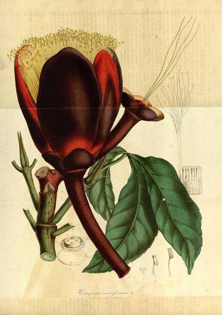 Illustration Caryocar nuciferum, Par Van Houtte, L.B., Flore des serres et des jardin de l?Europe (1845-1880) Fl. Serres vol. 3 (1847), via plantillustrations 