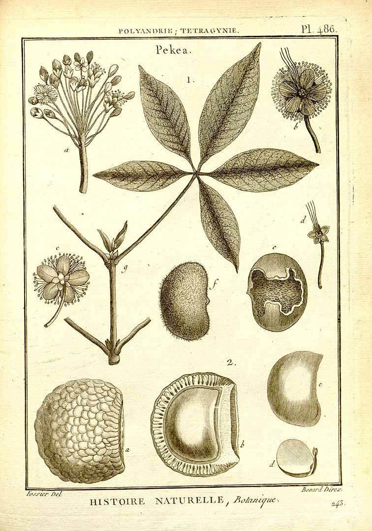 Illustration Caryocar villosum, Par Lamarck, J.B.P.A. de Monet de, Poiret, J.L.M., Recueil de planches de botanique de l?encyclope&#769;die (1791-1823) Tabl. Encycl. vol. 2 , via plantillustrations 