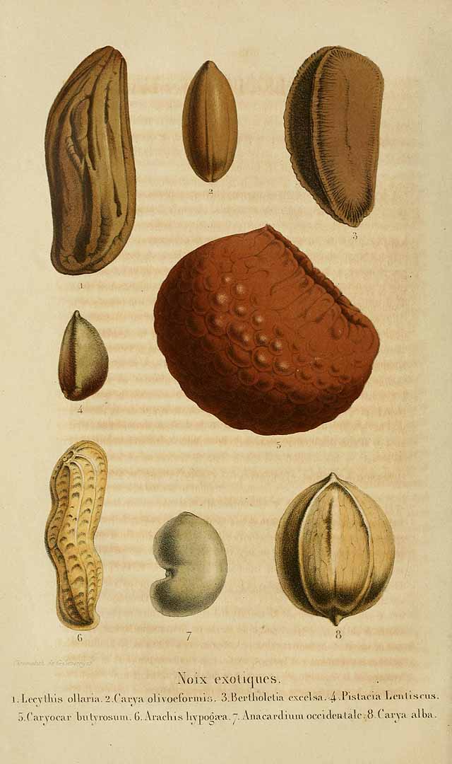 Illustration Caryocar villosum, Par Belgique horticole, journal des jardins et des vergers (1851-1885) Belgique Hort. vol. 6 (1856), via plantillustrations 