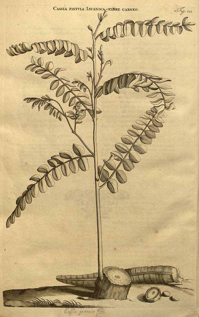 Illustration Cassia javanica, Par Commelin Johannes (Horti medici amstelodamensis rariorum tam Orientalis, vol. 1: t. 111, 1697), via plantillustrations 
