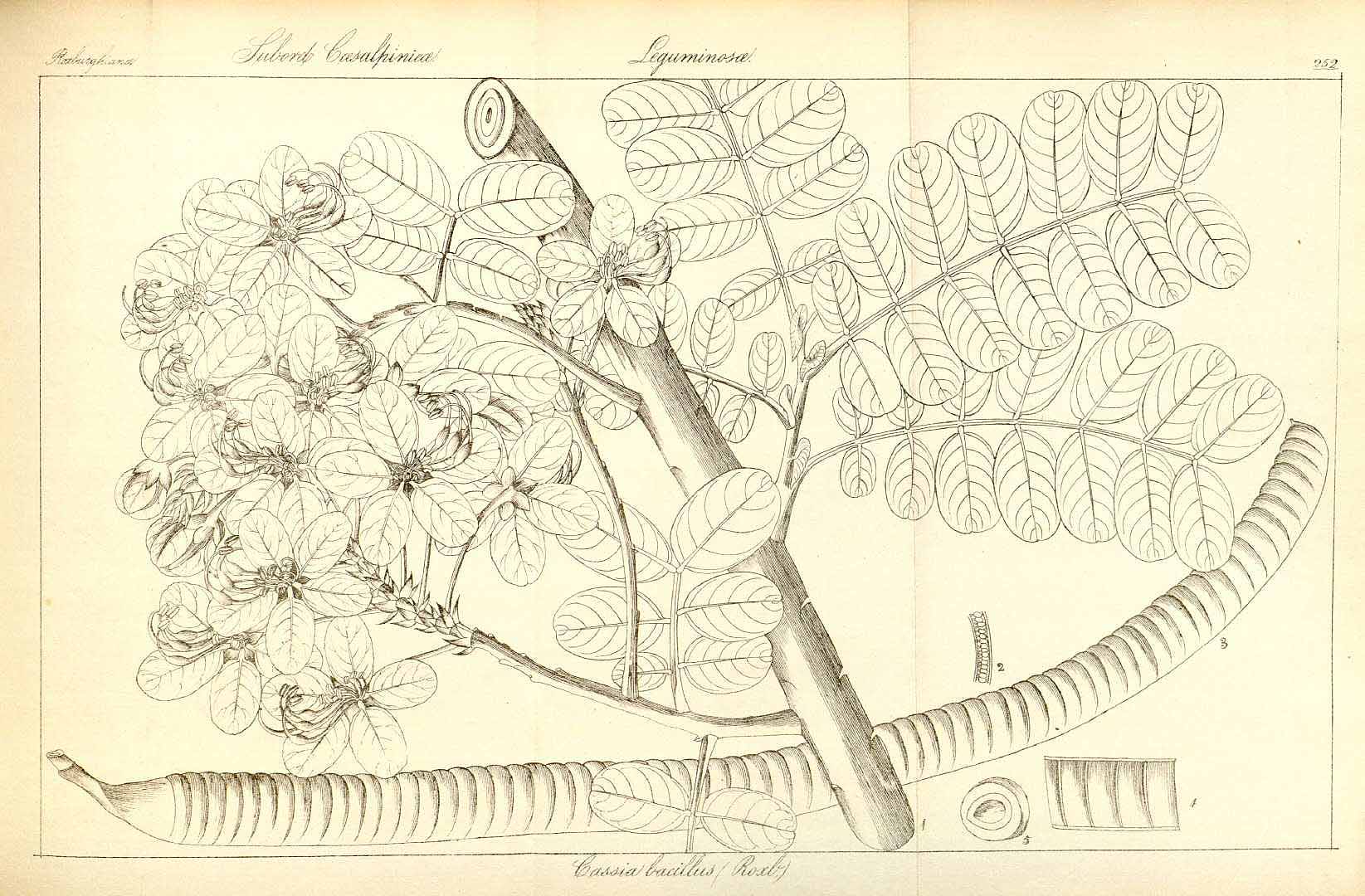 Illustration Cassia javanica, Par Wig