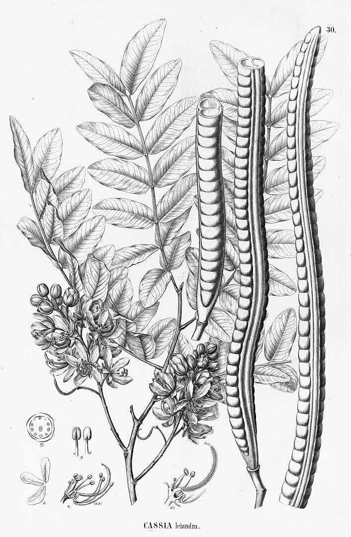Illustration Cassia leiandra, Par Martius, C.F.P. von, Eichler, A.G., Urban, I., Flora Brasiliensis (1840-1906) Fl. Bras. vol. 15(2): (1870-1876), via plantillustrations 